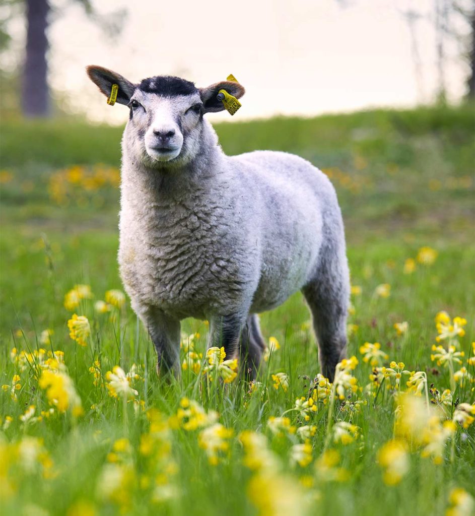 Midsommar behöver de betande djuren