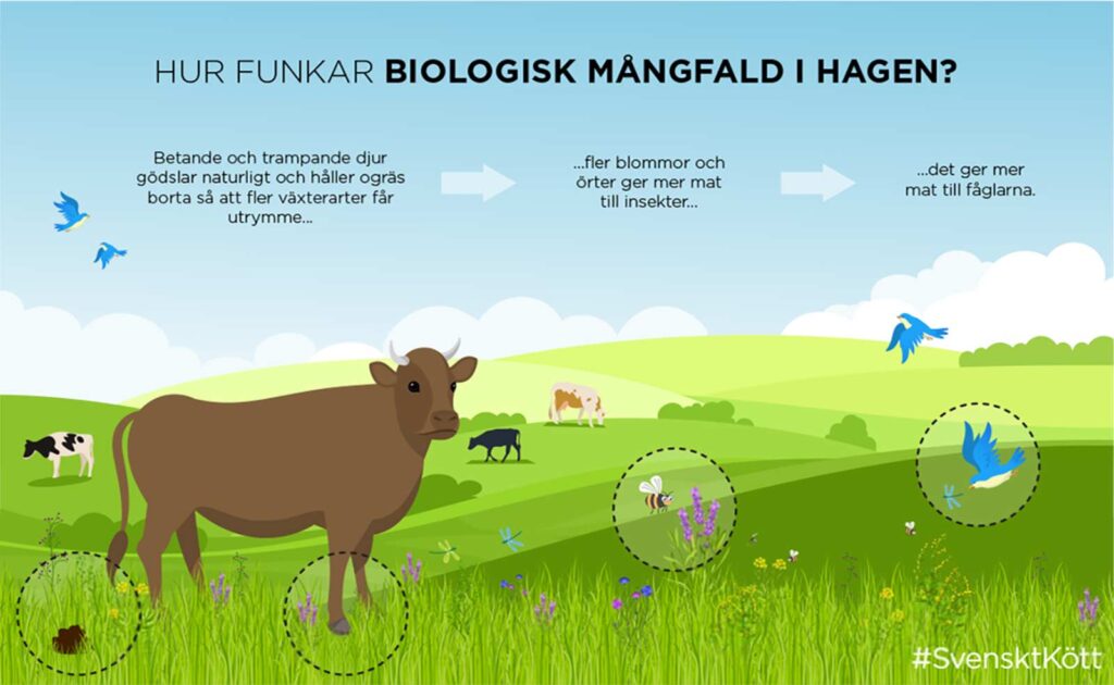Biologisk mångfald