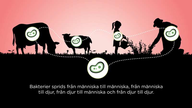 Spridning av bakterier