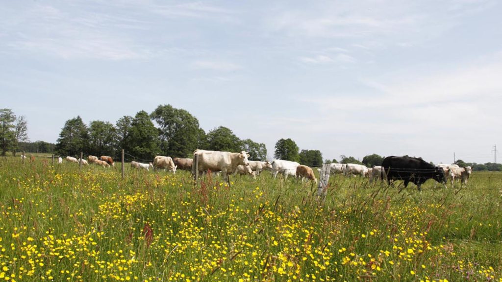 Biologisk mångfald och ett levande landskap