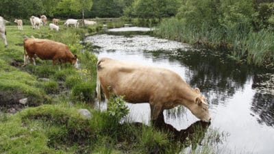 Vattenanvändningen för svenskt kött