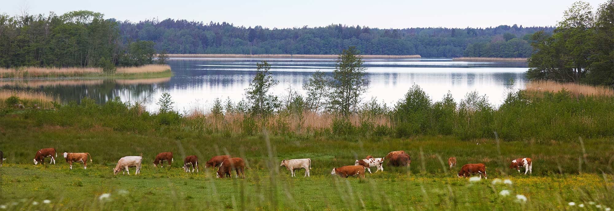 Kor vid sj&ouml;