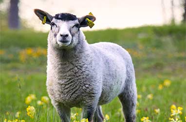 Midsommar behöver de betande djuren Lamm i hage med gullvivor