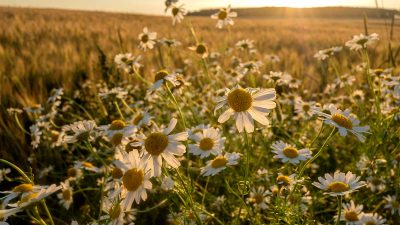 Sommarquizen