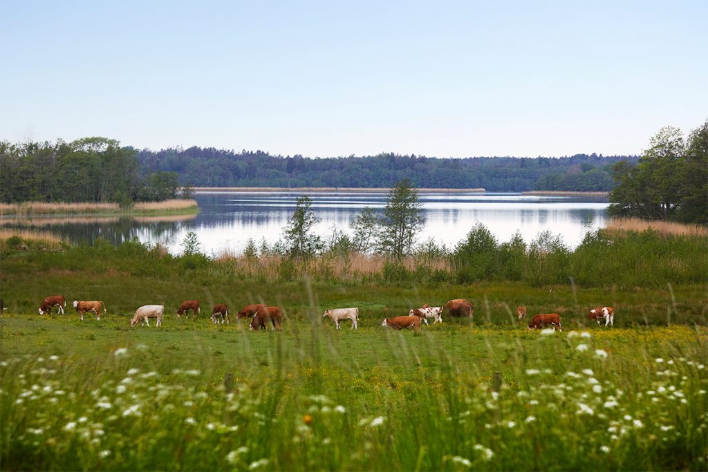 WWF lanserar ny köttguide