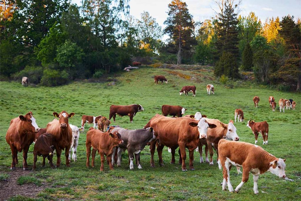 Betessläpp – nu berikas den biologiska mångfalden