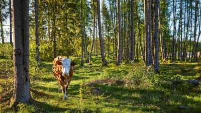 Ska kött finnas i våra framtida kostråd?