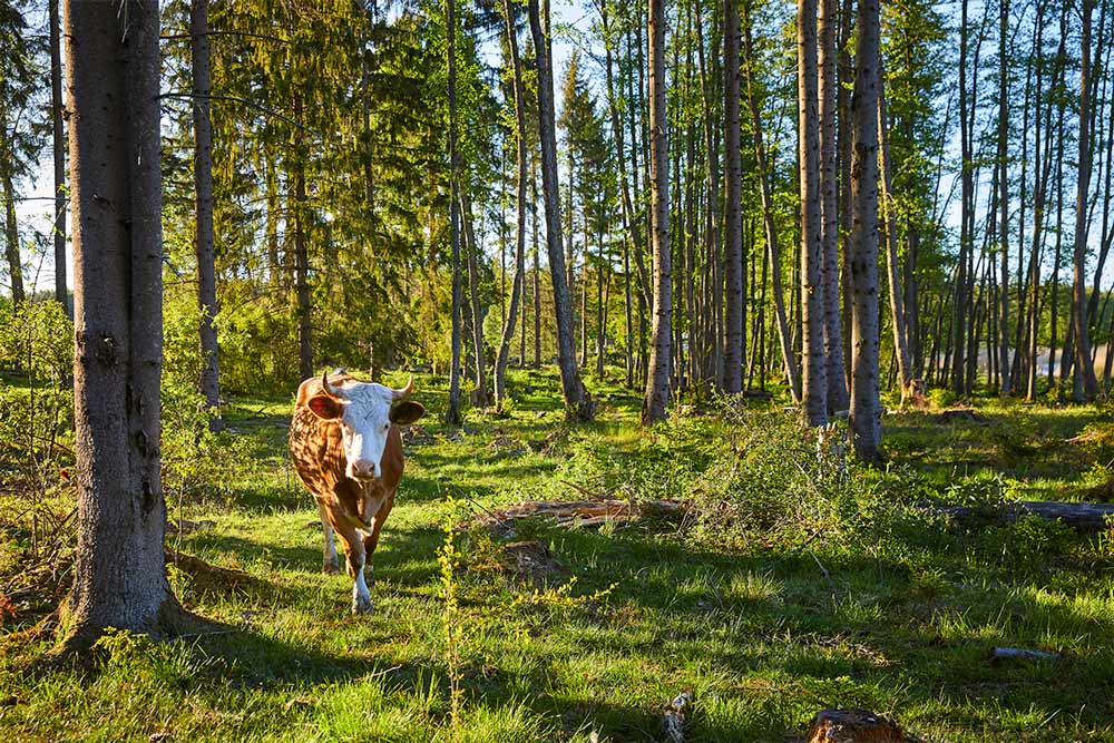 Ska kött finnas i våra framtida kostråd?